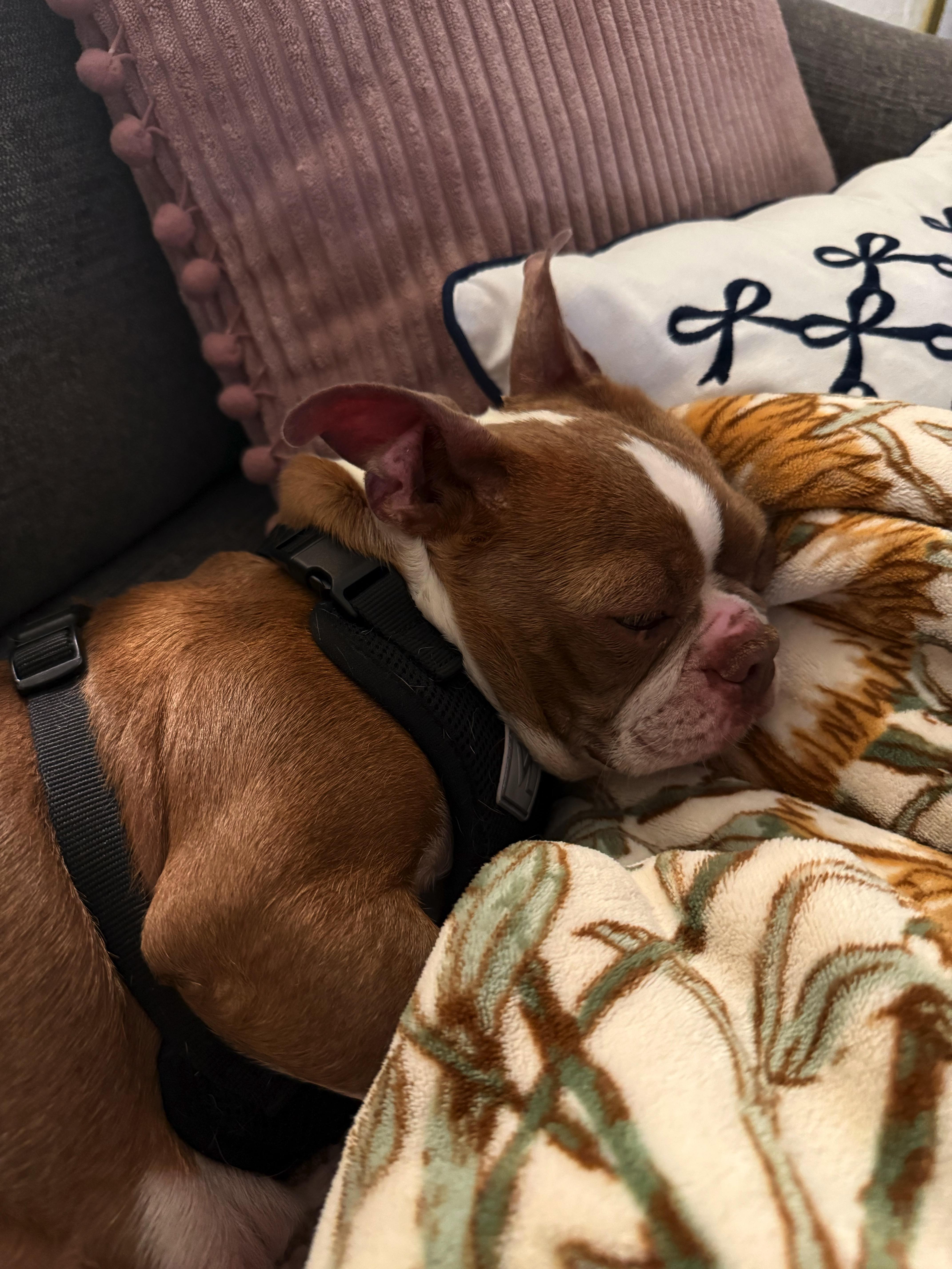 Enlarge Summer - Pending, a Adoptable Boston Terrier in St Louis, MO image 3/6