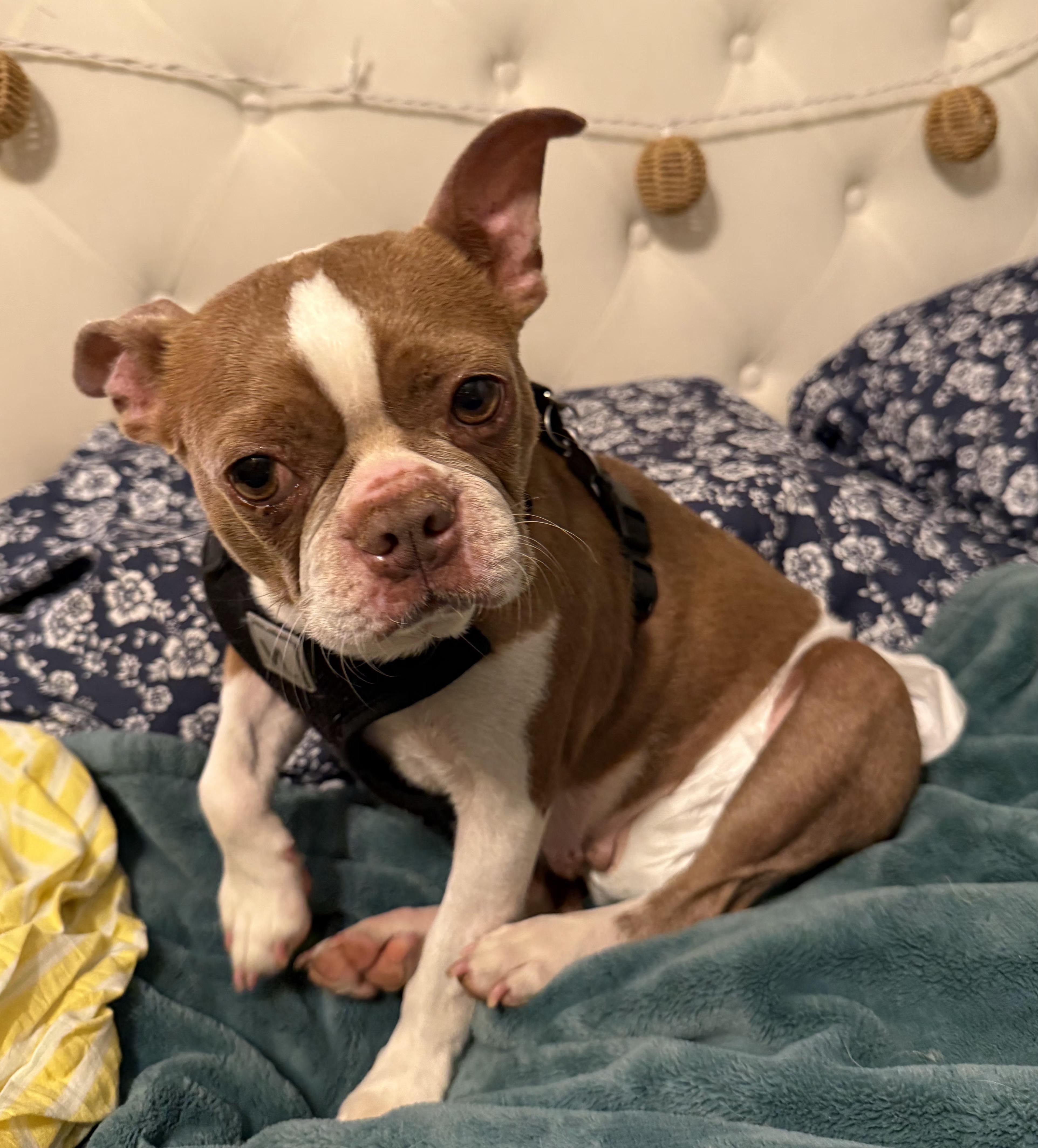 Enlarge Summer - Pending, a Adoptable Boston Terrier in St Louis, MO image 5/6