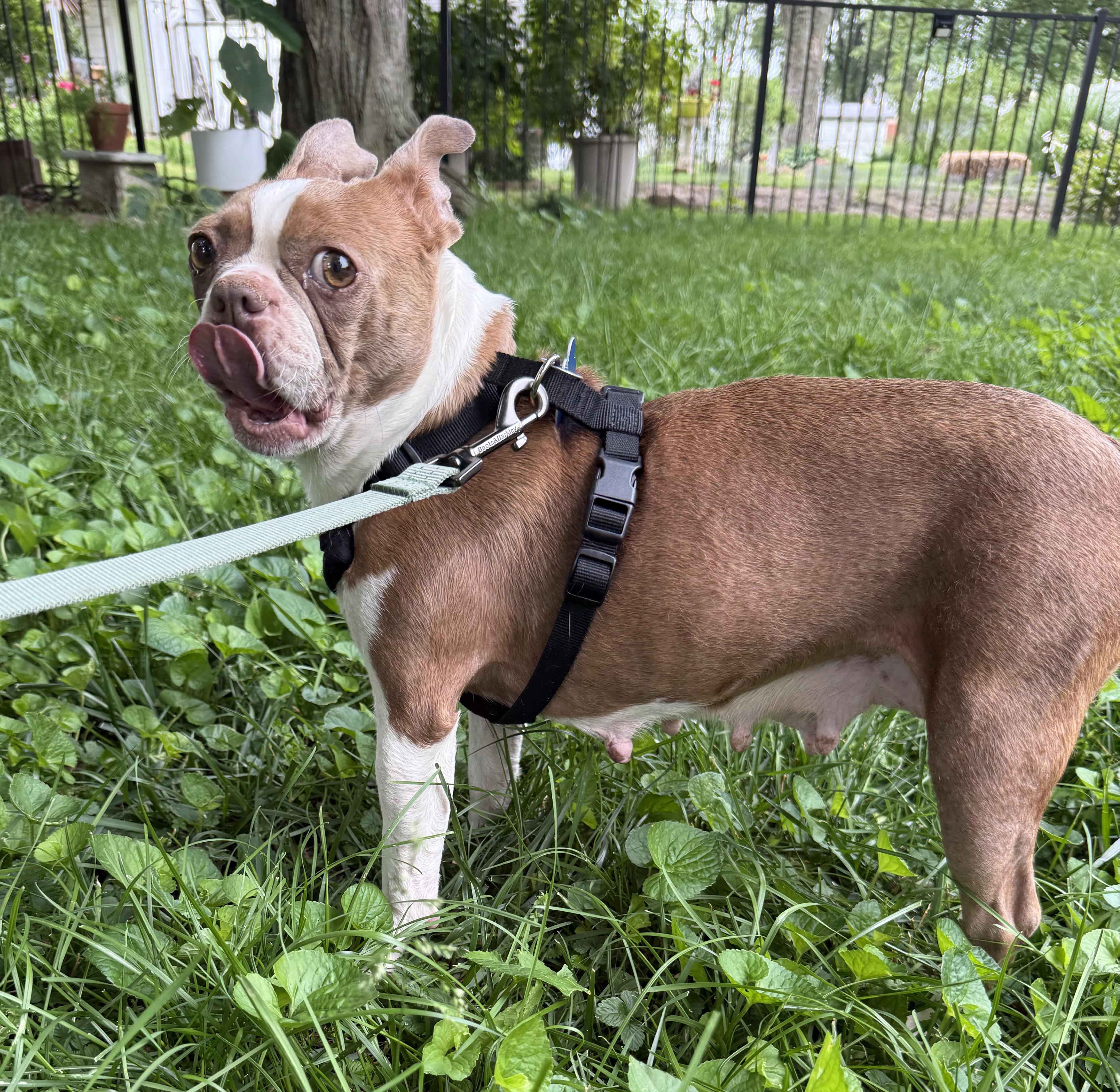 Enlarge Summer - Pending, a Adoptable Boston Terrier in St Louis, MO image 6/6