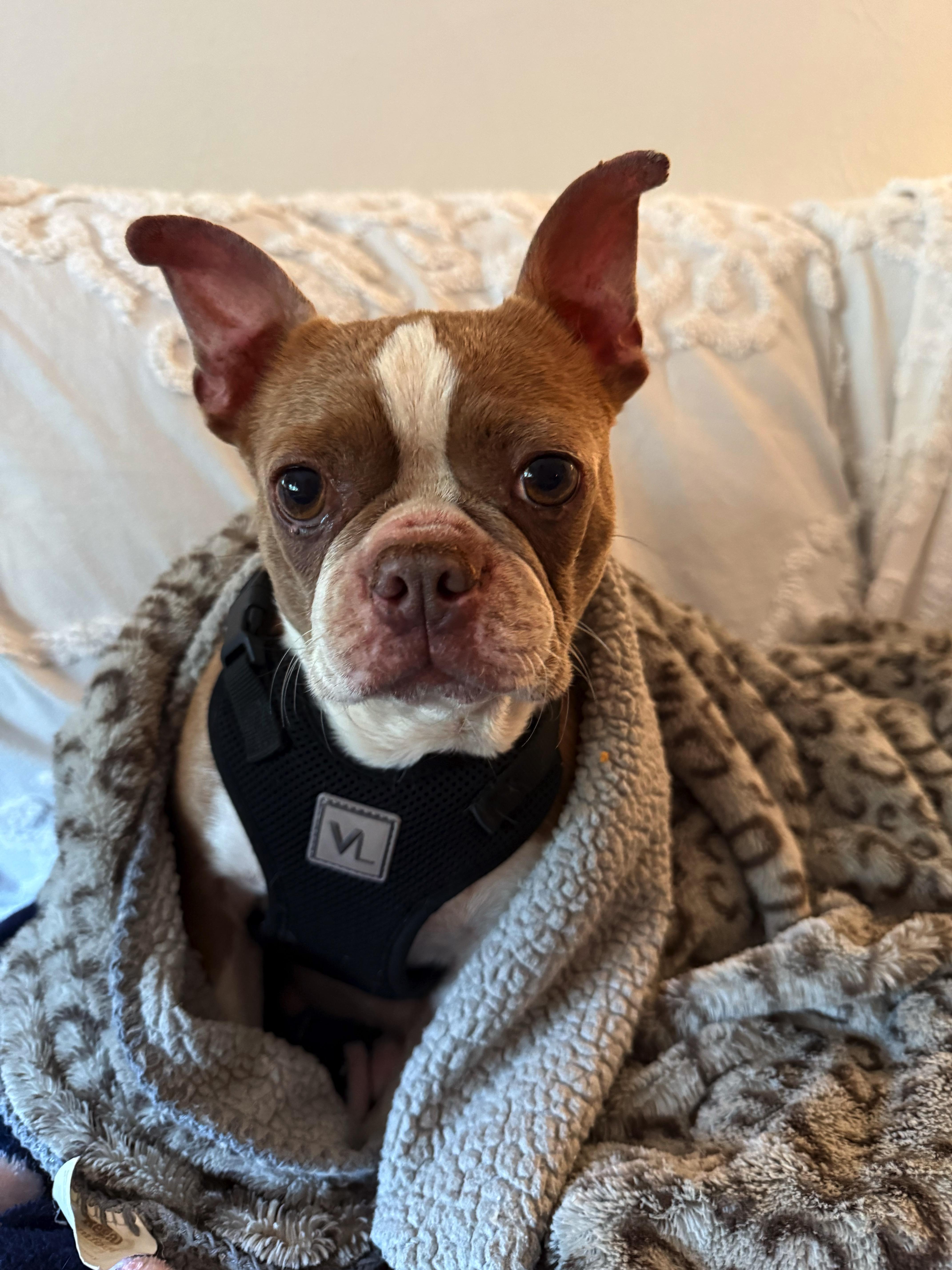 Summer - Pending, Adoptable, Adult Female Boston Terrier.