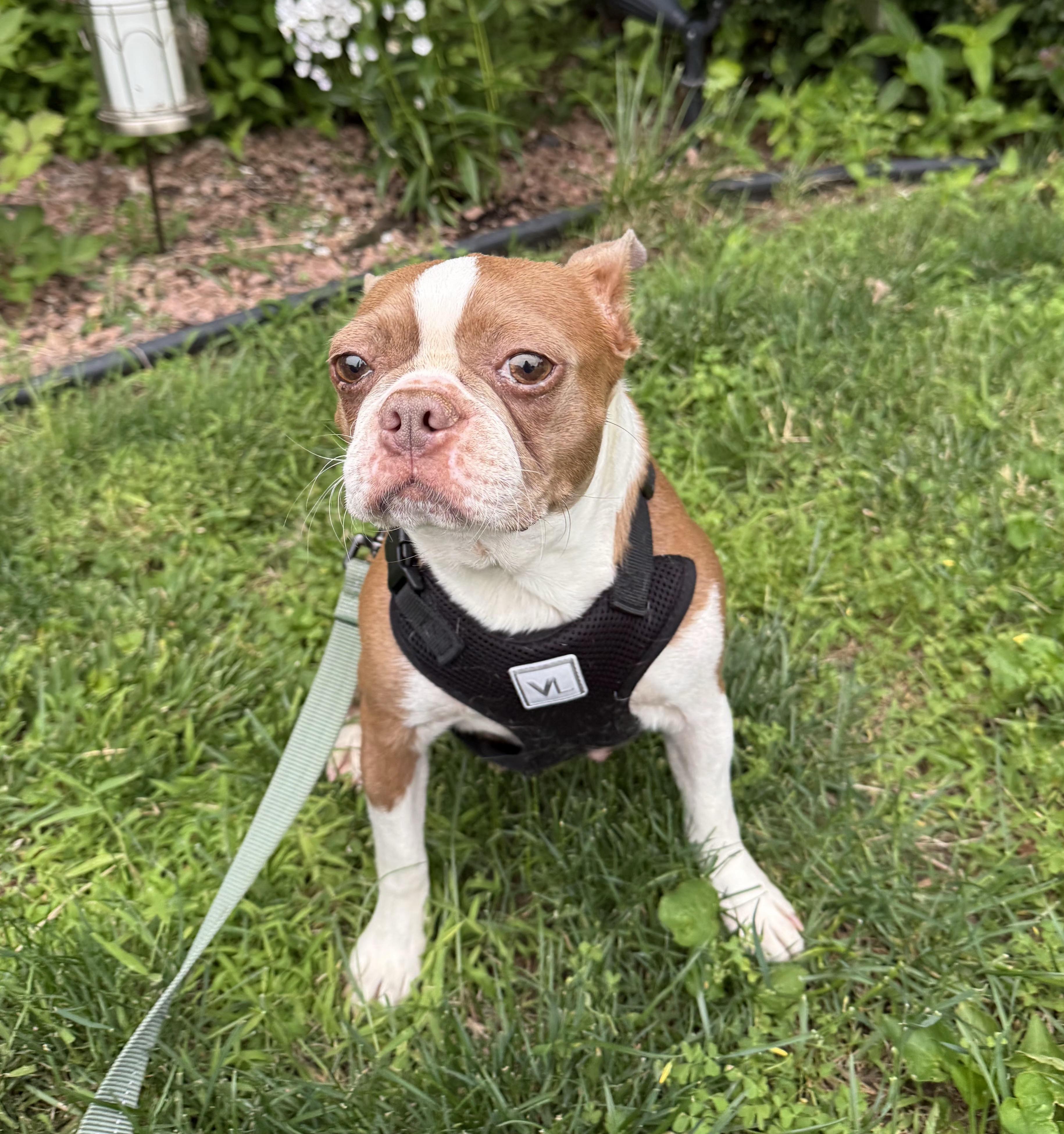 Enlarge Summer - Pending, a Adoptable Boston Terrier in St Louis, MO image 4/6