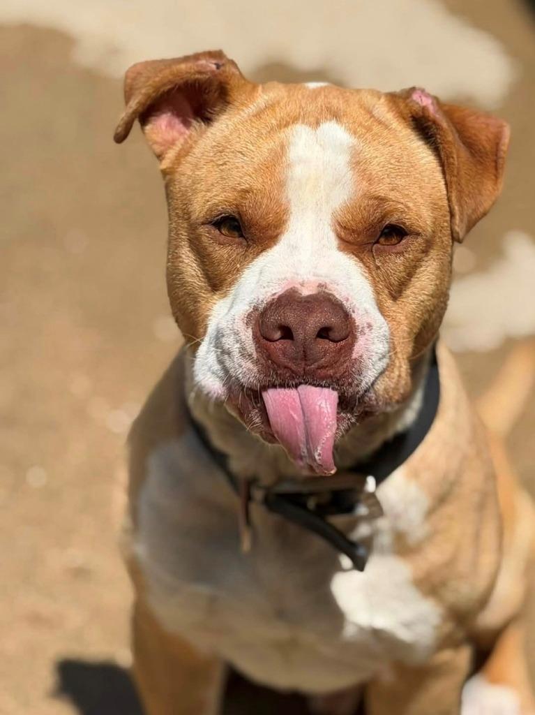 Chip, Adoptable, Young Male Pit Bull Terrier.