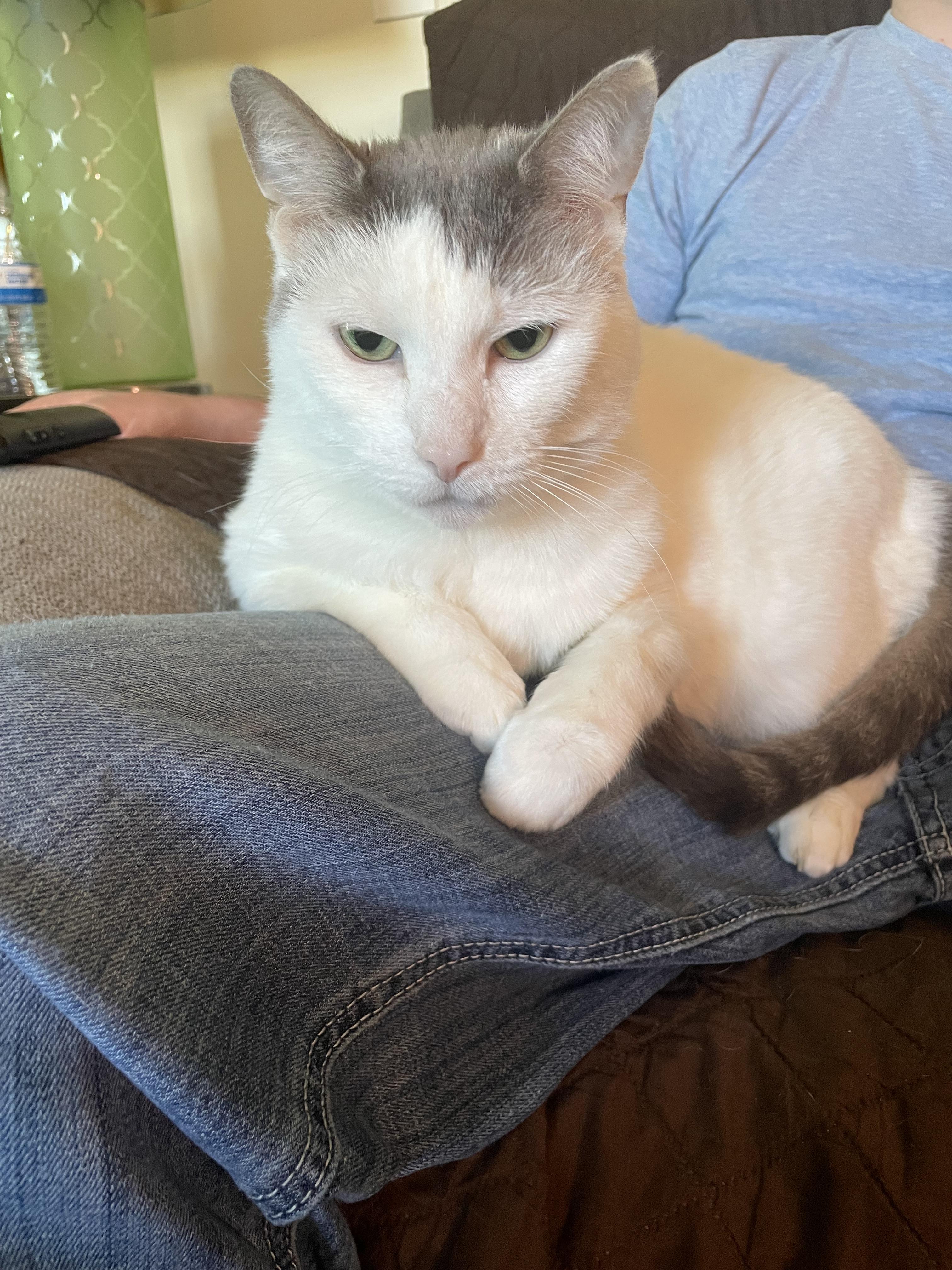 Enlarge Ferrah, a Adoptable Domestic Short Hair in Holly, MI image 1/5