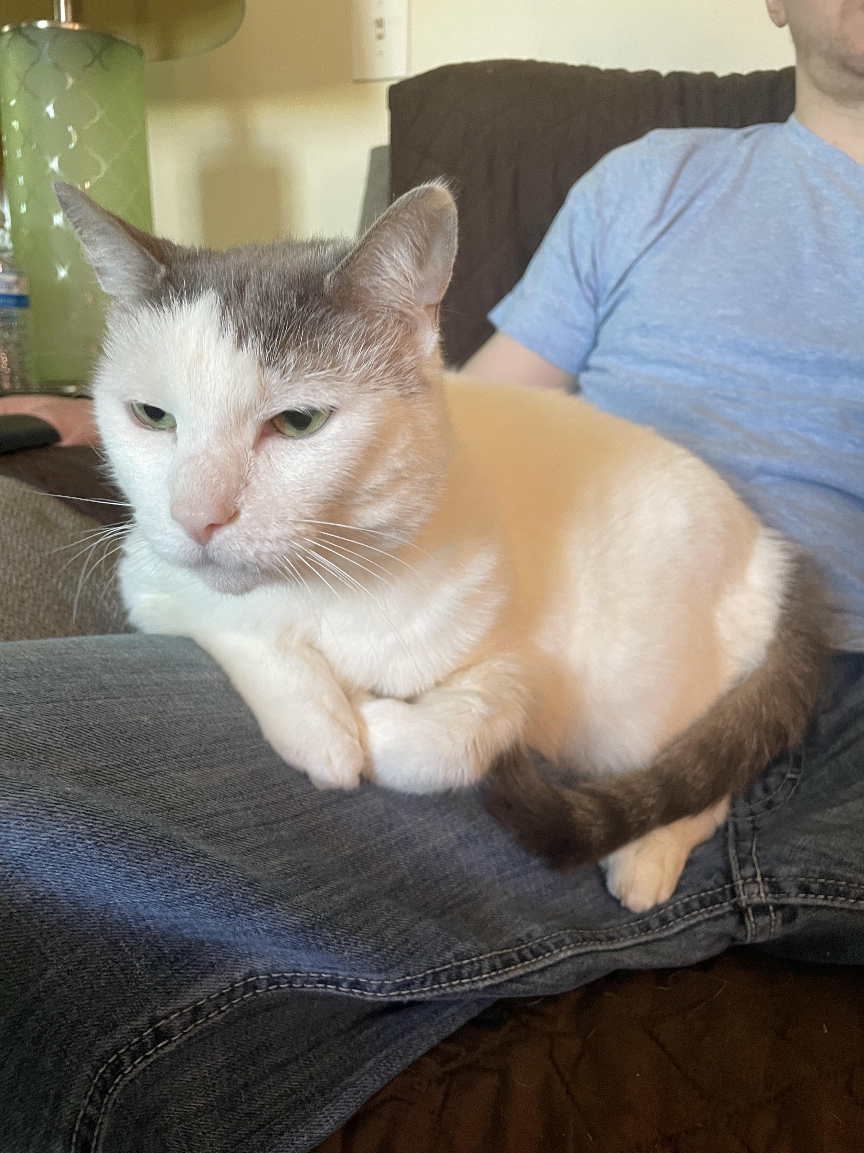 Enlarge Ferrah, a Adoptable Domestic Short Hair in Holly, MI image 2/5