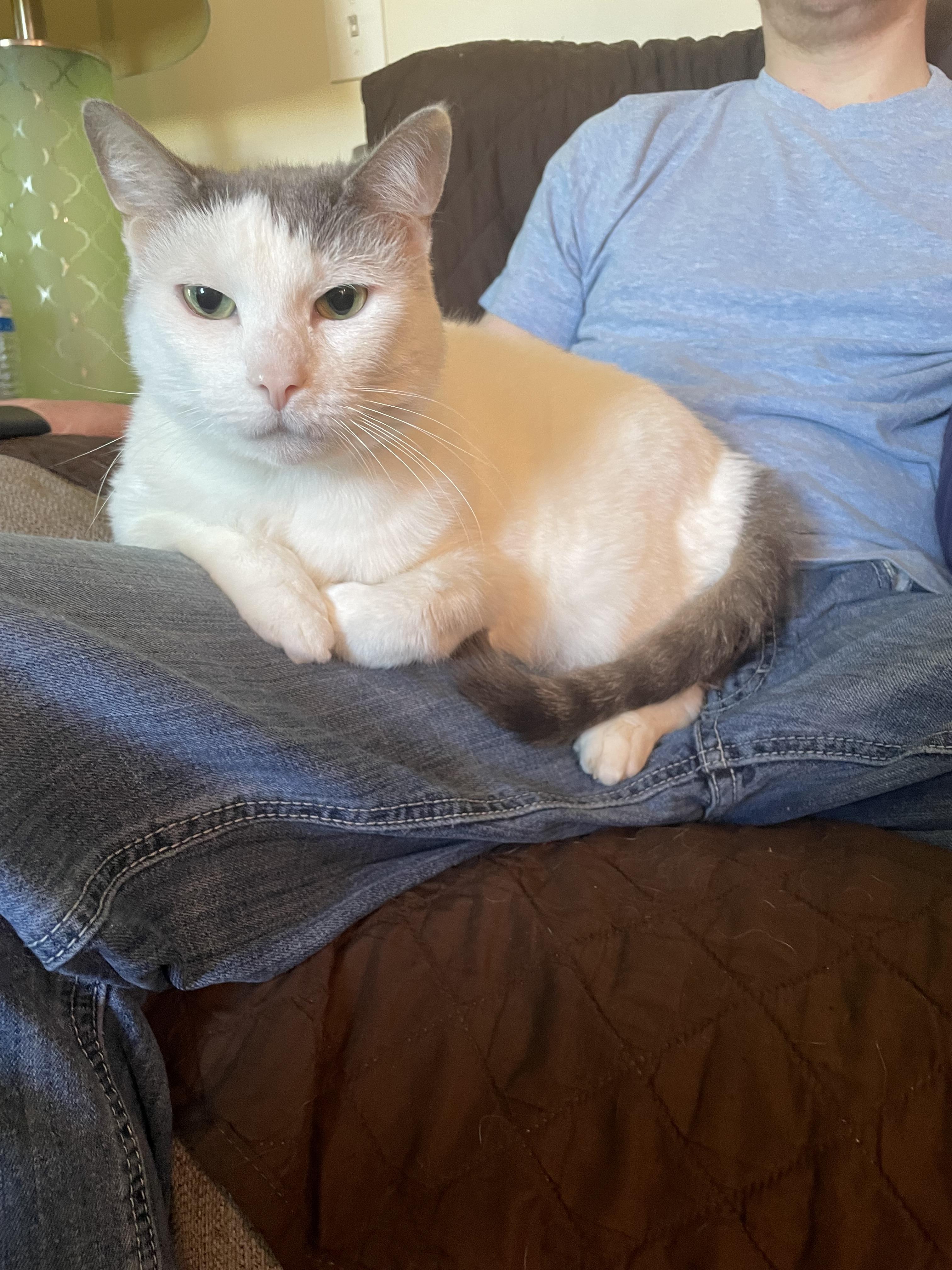 Enlarge Ferrah, a Adoptable Domestic Short Hair in Holly, MI image 3/5