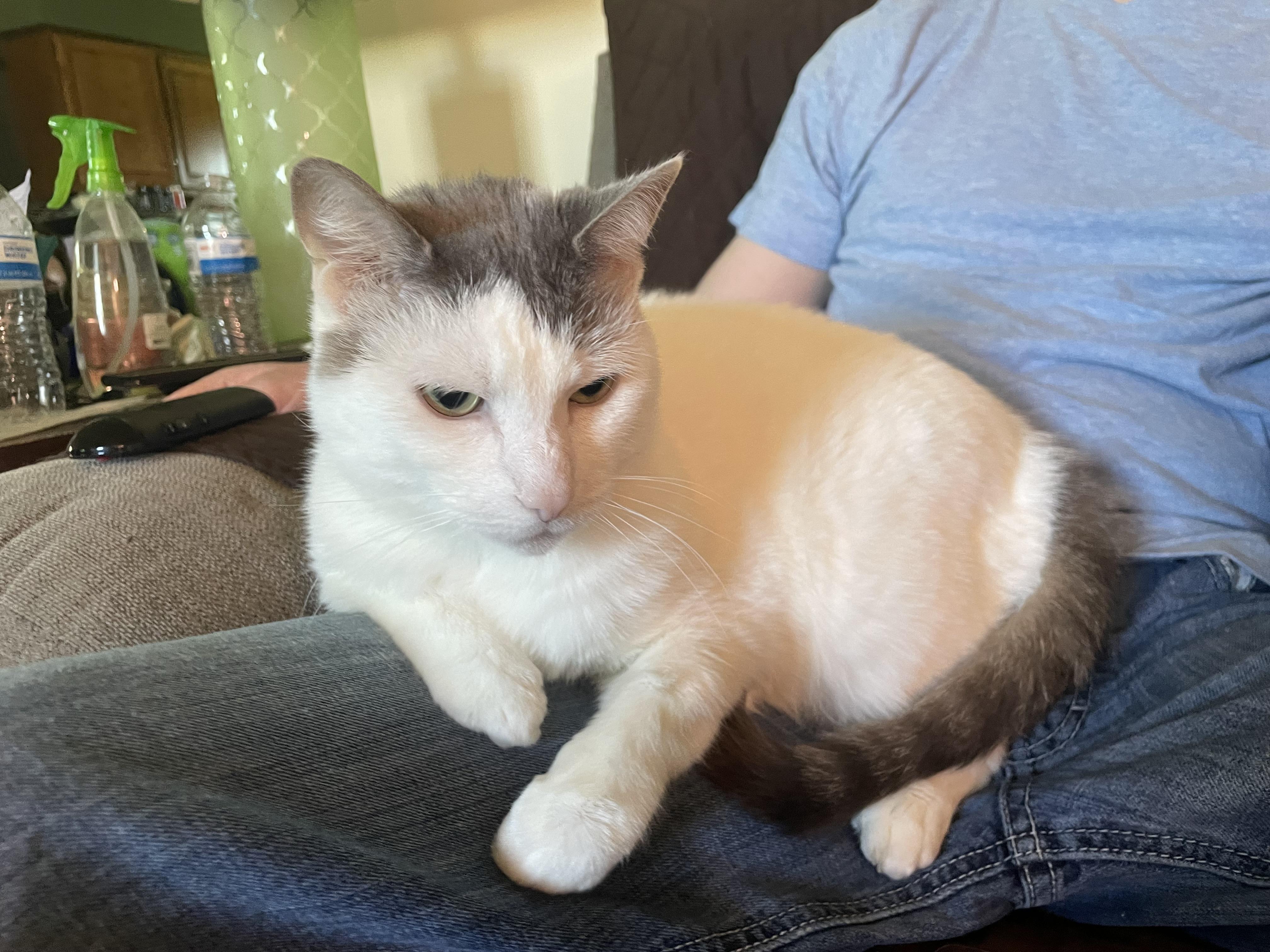 Enlarge Ferrah, a Adoptable Domestic Short Hair in Holly, MI image 4/5