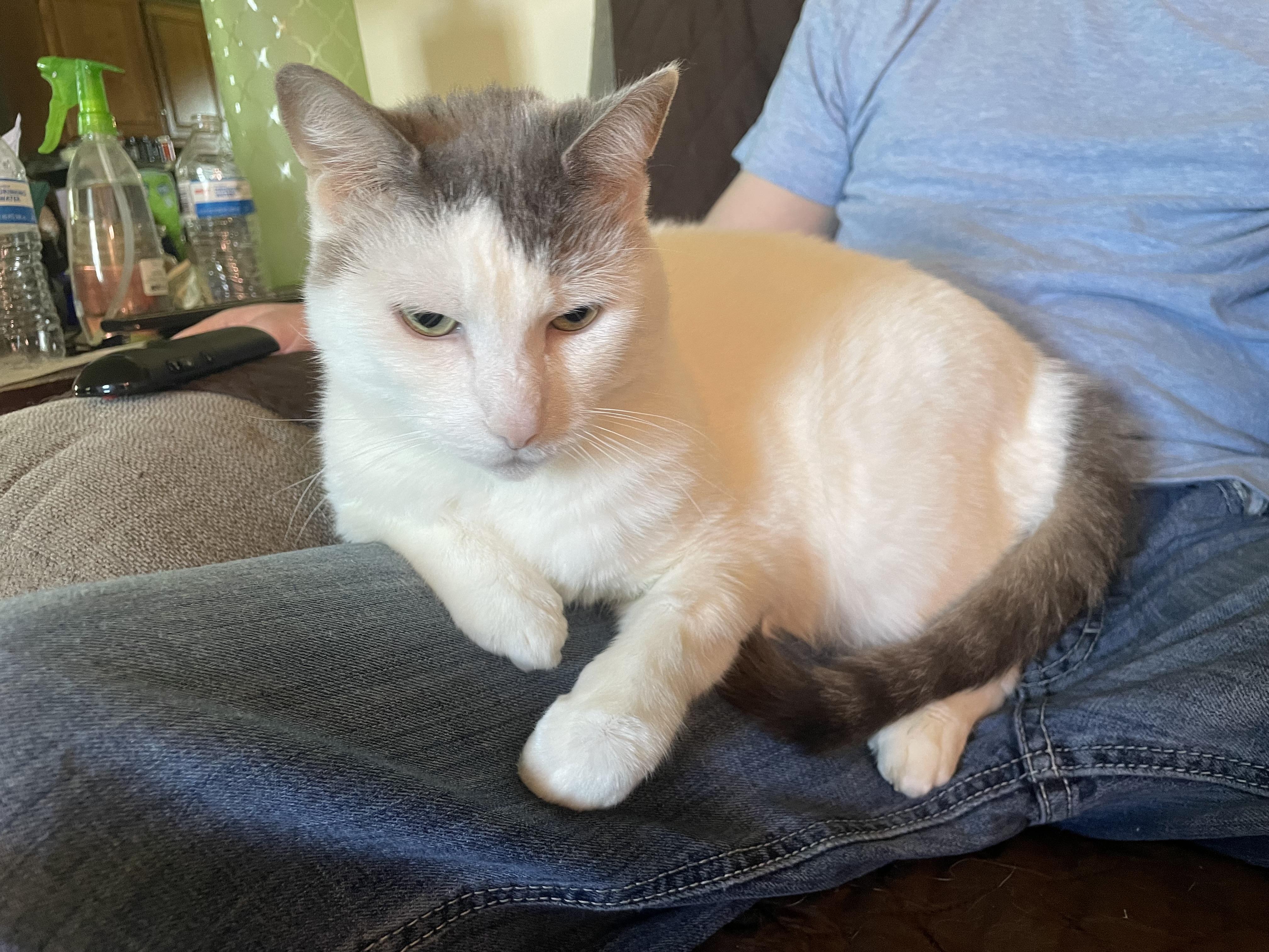 Enlarge Ferrah, a Adoptable Domestic Short Hair in Holly, MI image 5/5