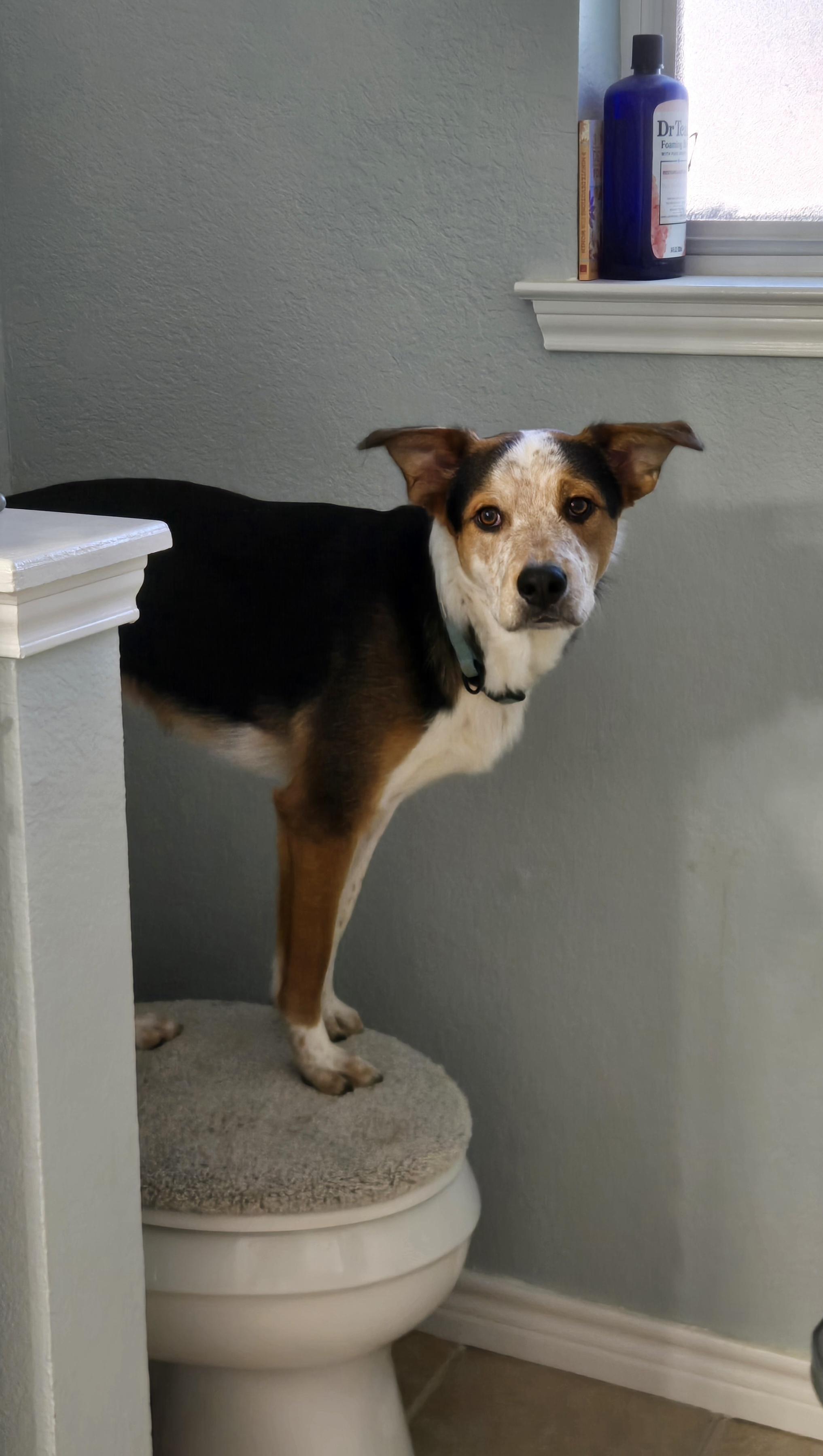 Enlarge Ryder, a Adoptable mixed breed in La Crosse, WI image 4/4
