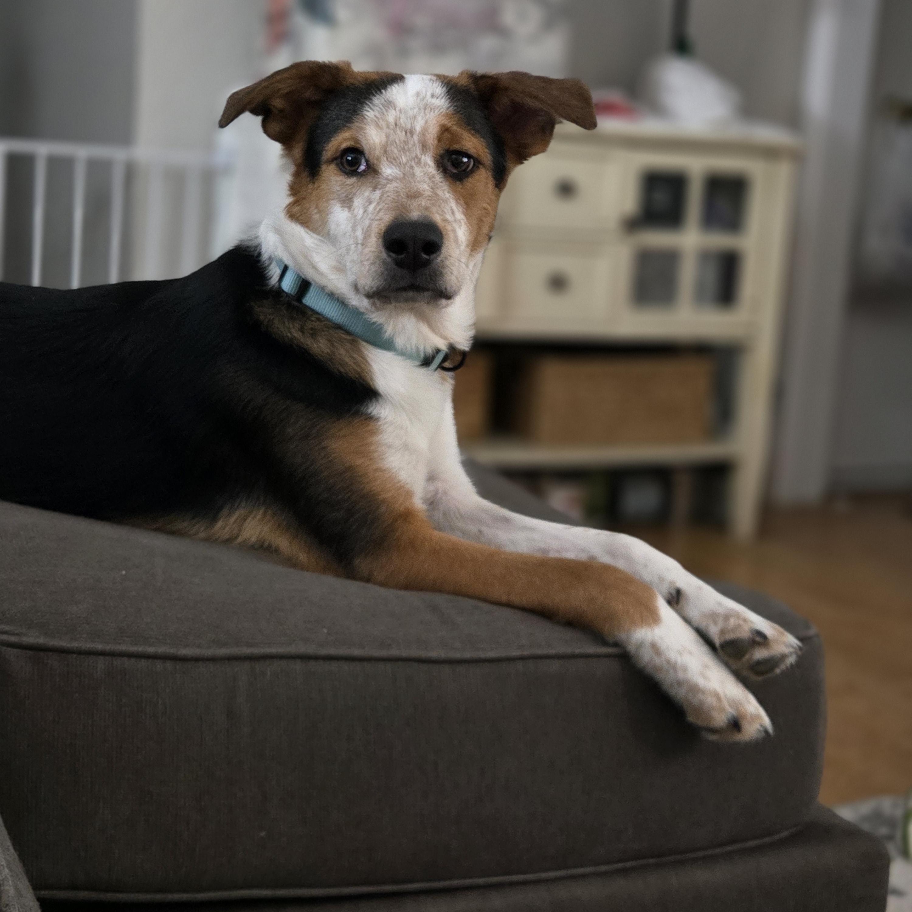 Enlarge Ryder, a Adoptable mixed breed in La Crosse, WI image 1/4