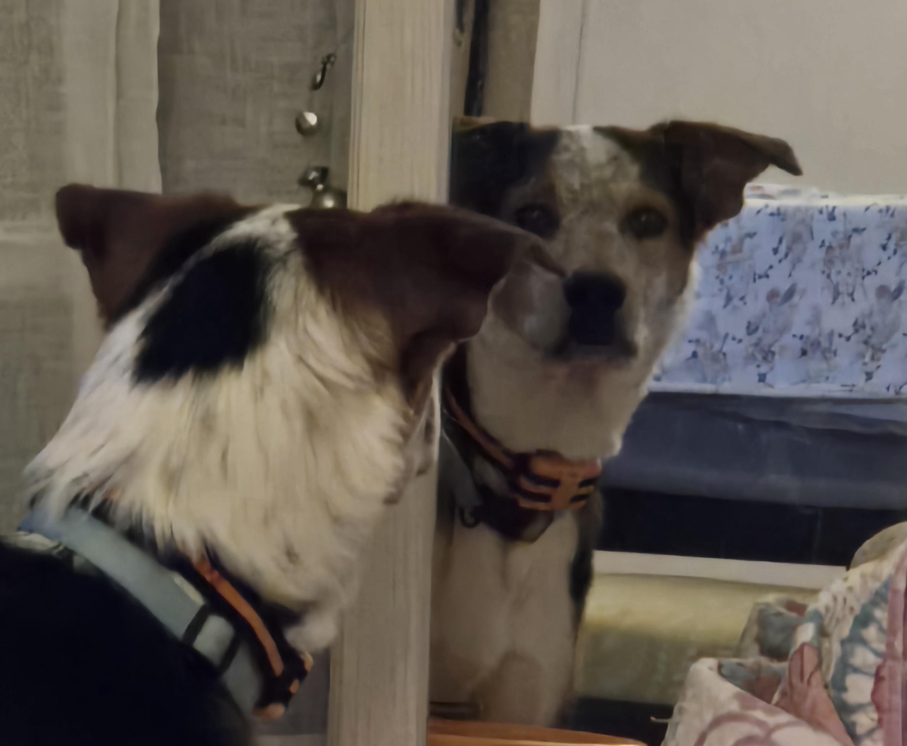 Enlarge Ryder, a Adoptable mixed breed in La Crosse, WI image 2/4