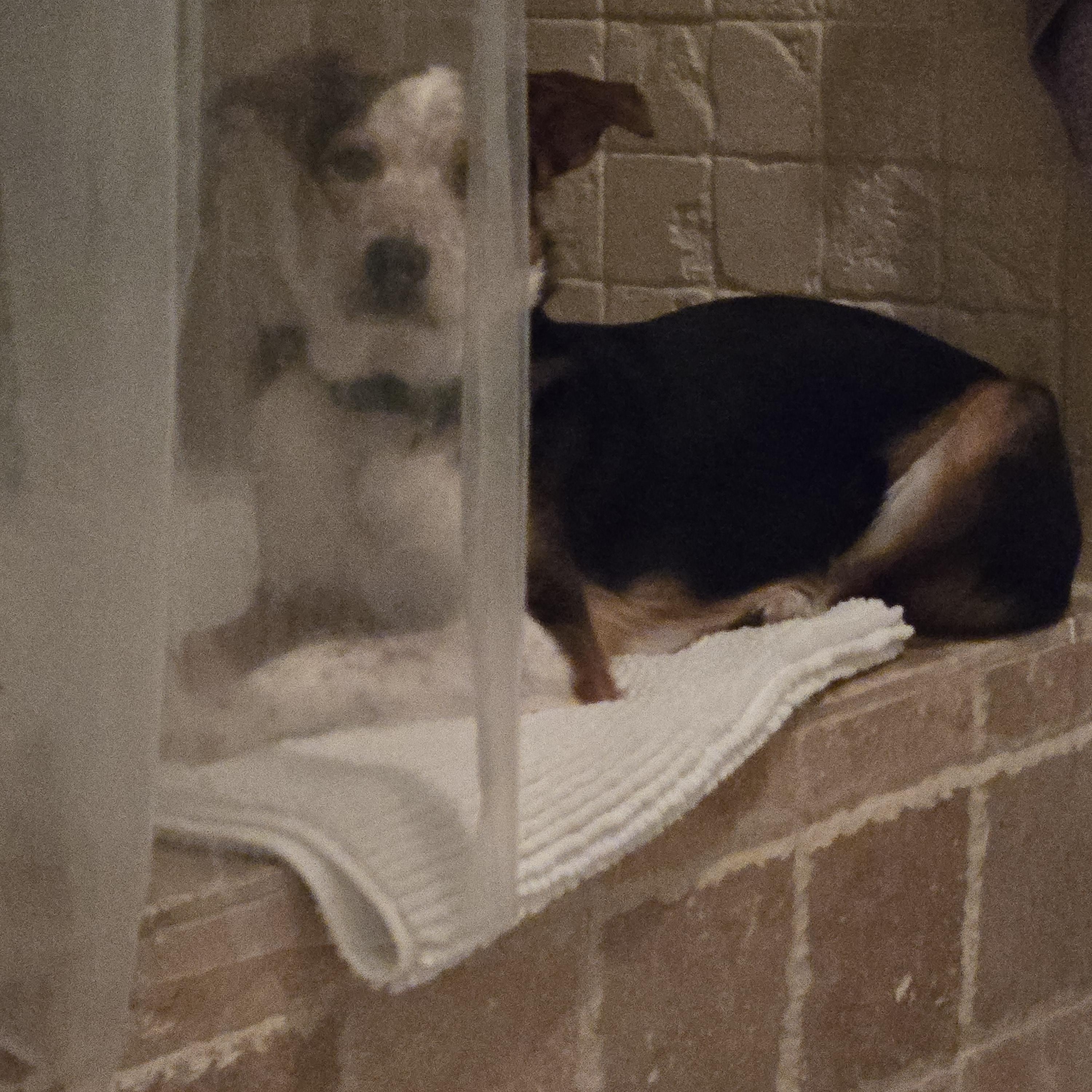 Enlarge Ryder, a Adoptable mixed breed in La Crosse, WI image 3/4
