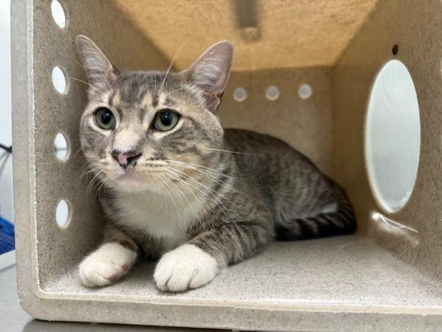 MAVERICK, Adoptable, Young Male Domestic Short Hair.
