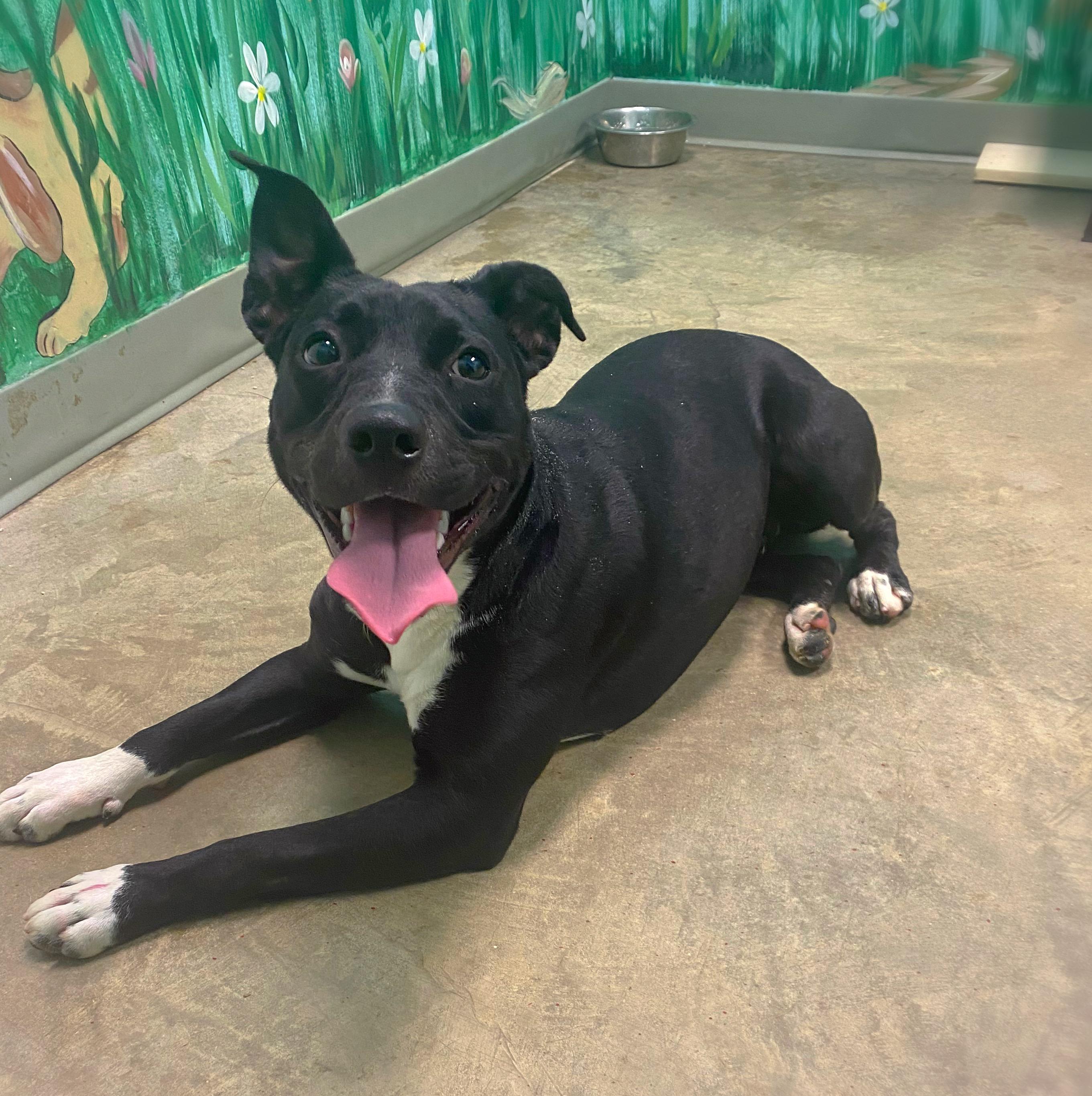Sammie, Young Female American Staffordshire Terrier