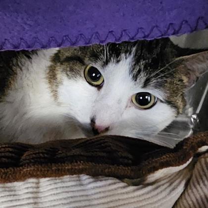 Charlie, Adoptable, Adult Male Domestic Short Hair & Domestic Short Hair.
