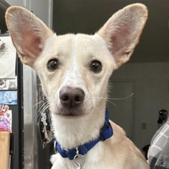 Enlarge Cider, a ADOPTABLE mixed breed in Santa Rosa, CA image 2/3