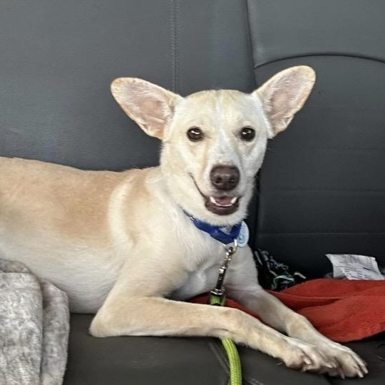 Cider, ADOPTABLE, Adult Female Chihuahua.