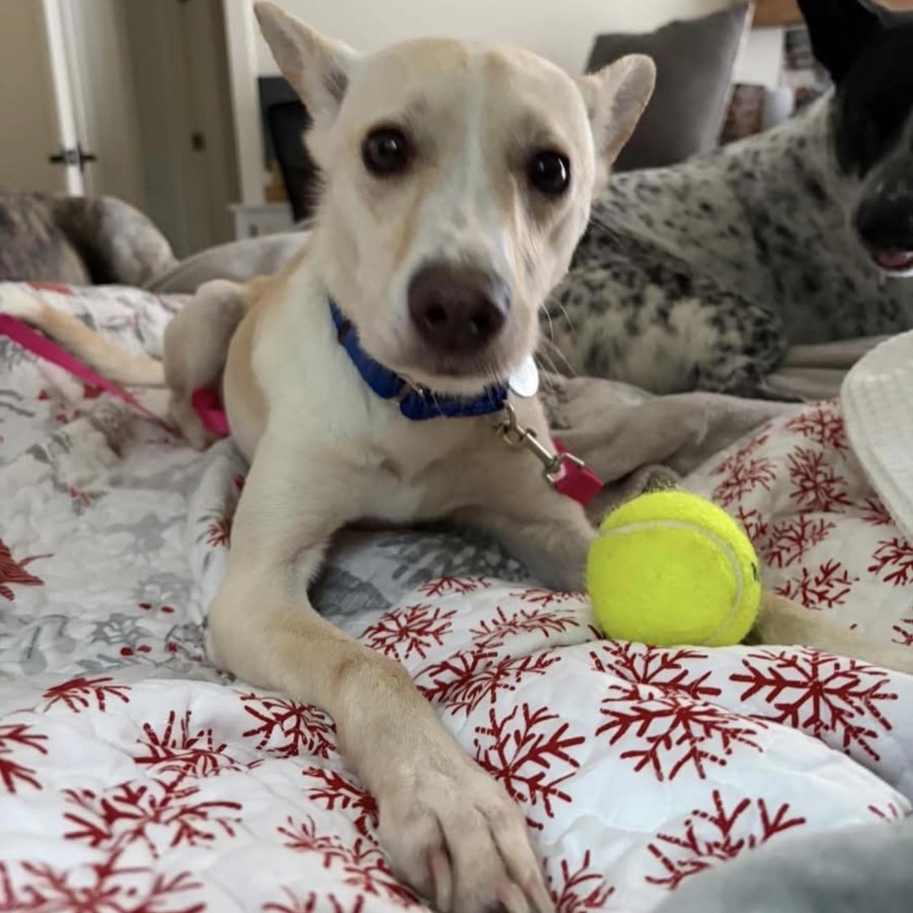 Enlarge Cider, a ADOPTABLE mixed breed in Santa Rosa, CA image 3/3