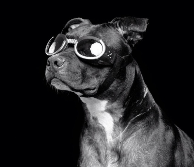 Rocky, a Adoptable mixed breed in Voorhees, NJ image 1/12