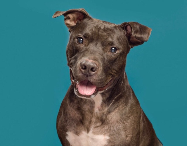 Rocky, a Adoptable mixed breed in Voorhees, NJ image 2/12