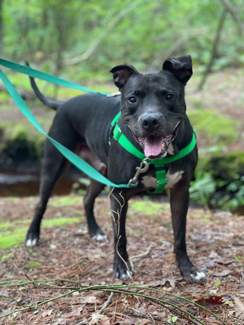 Rocky, a Adoptable mixed breed in Voorhees, NJ image 3/12