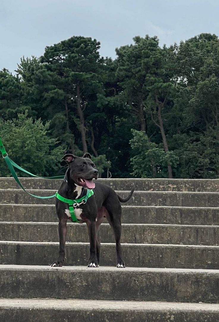 Rocky, a Adoptable mixed breed in Voorhees, NJ image 4/12