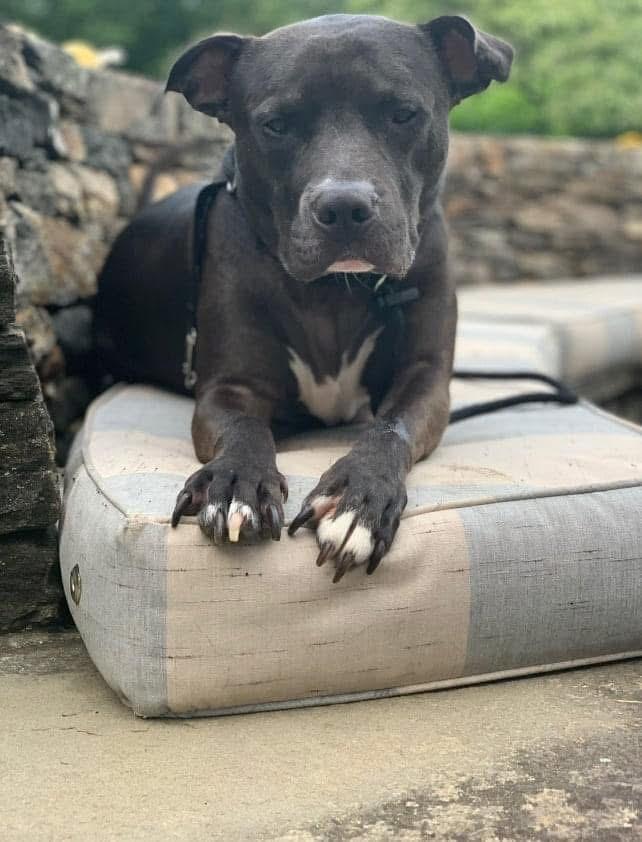 Rocky, Adoptable, Senior Male Pit Bull Terrier.