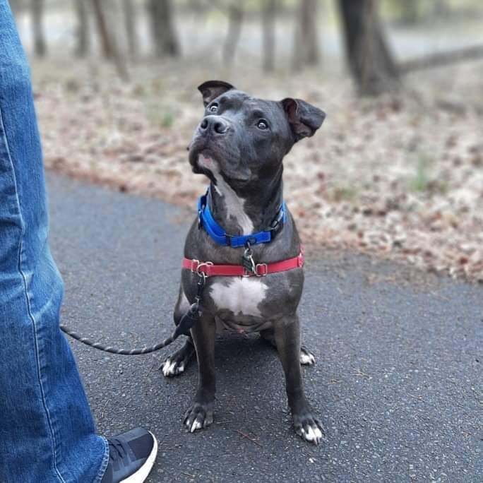 Rocky, a Adoptable mixed breed in Voorhees, NJ image 5/12