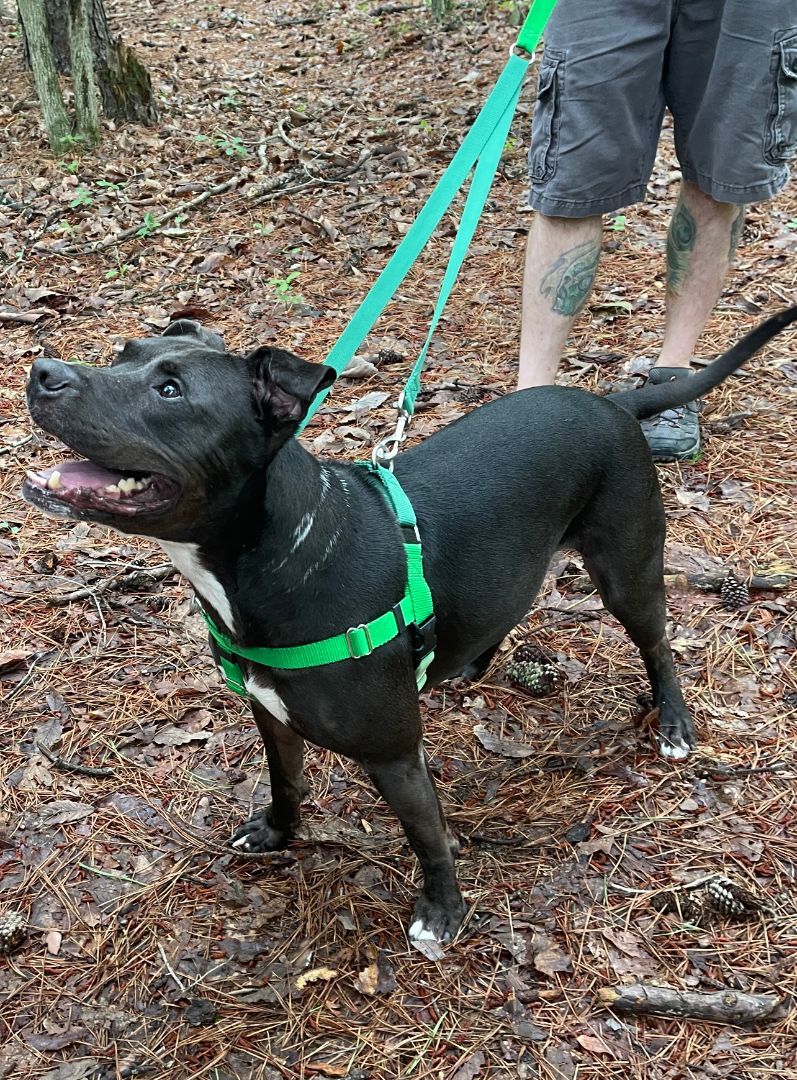 Rocky, a Adoptable mixed breed in Voorhees, NJ image 6/12
