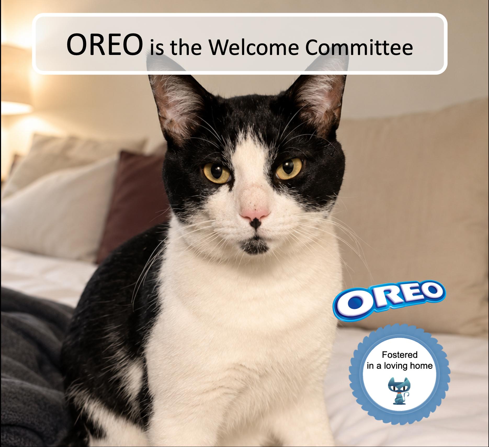 Oreo, Adoptable, Adult Male Domestic Short Hair.