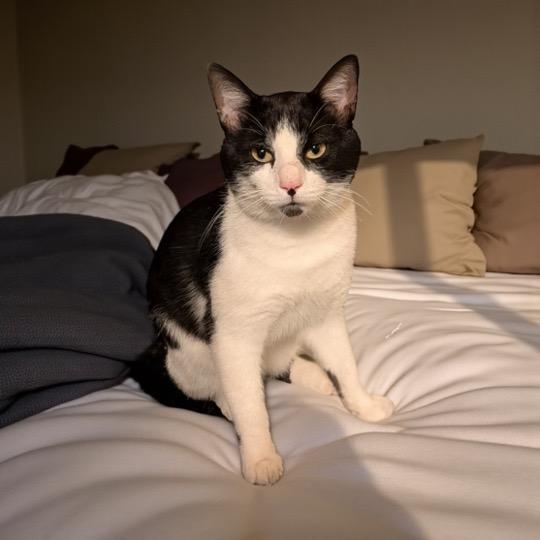 Enlarge Oreo, a Adoptable Domestic Short Hair in Cincinnati, OH image 2/3