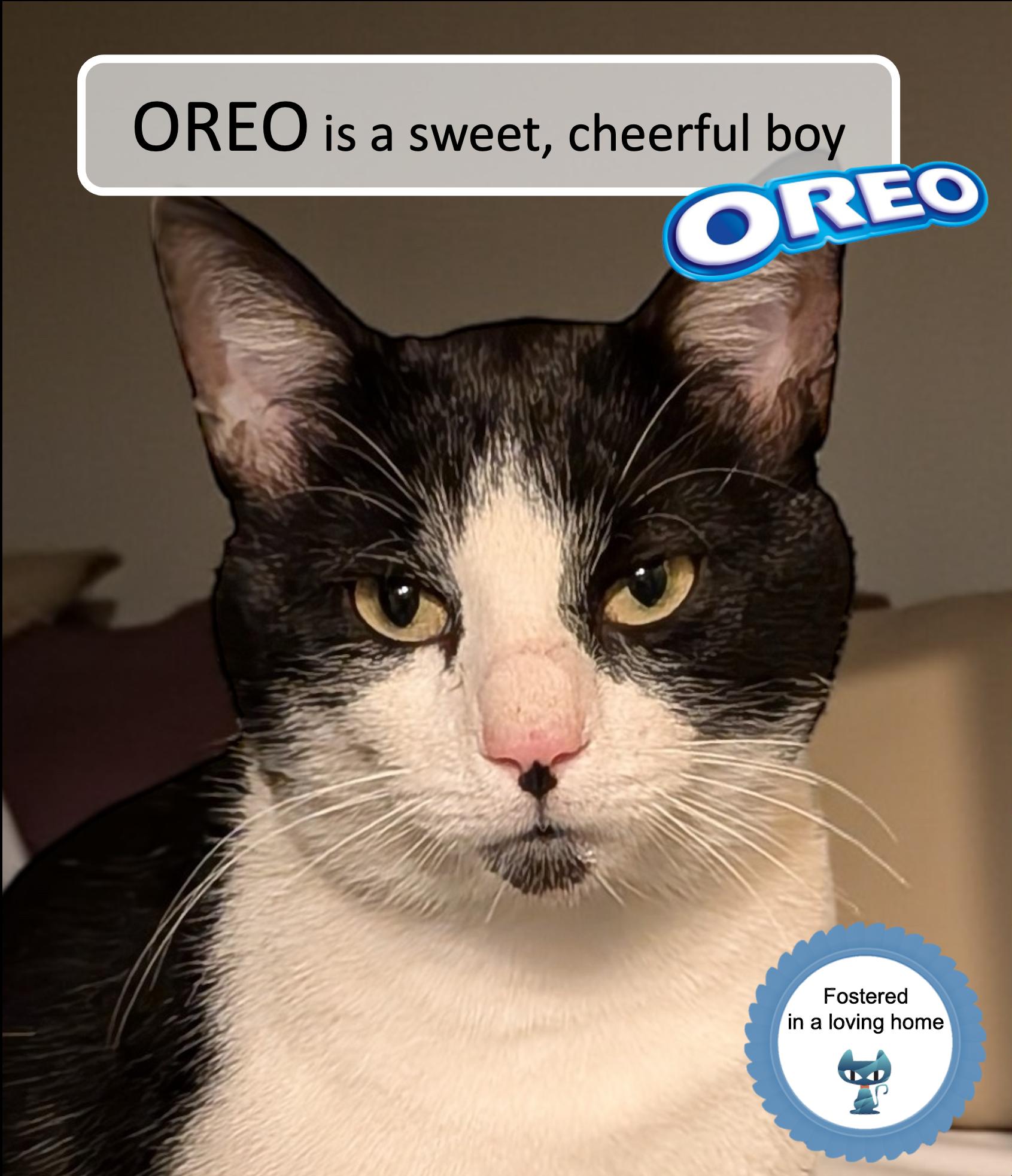 Oreo, Adoptable, Adult Male Domestic Short Hair.