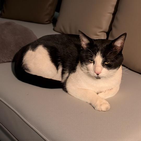 Enlarge Oreo, a Adoptable Domestic Short Hair in Cincinnati, OH image 3/3