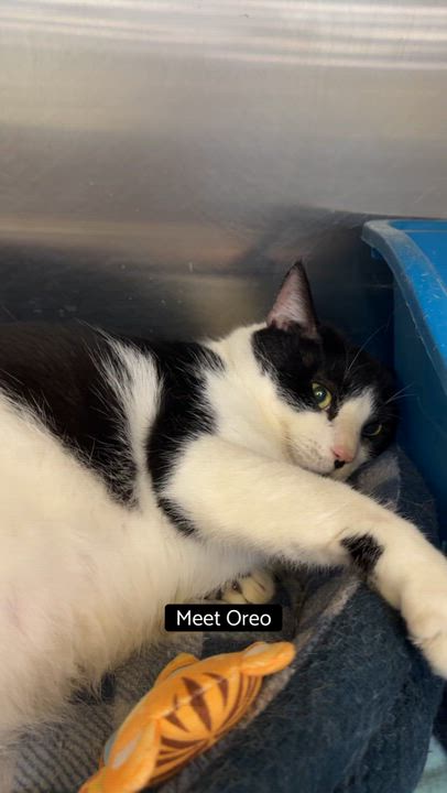 Enlarge Oreo, a Adoptable Domestic Short Hair in Cincinnati, OH video 3/3