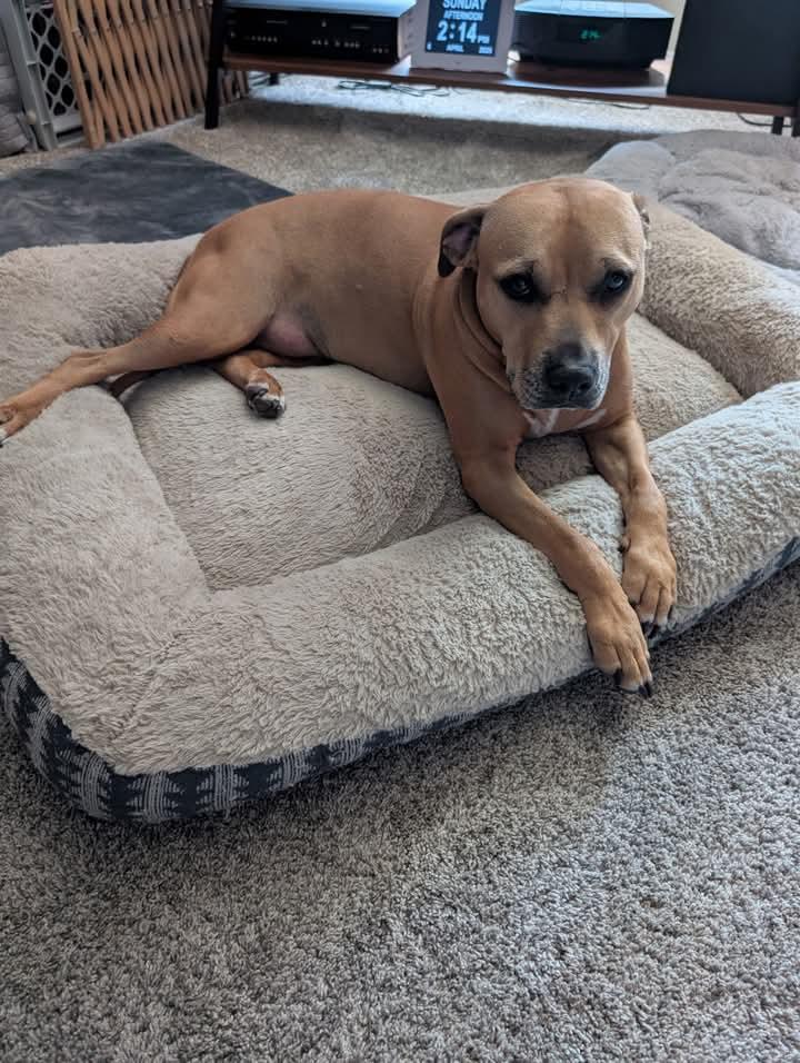 Enlarge Ginger, a Adoptable mixed breed in Lakeland, FL image 1/1