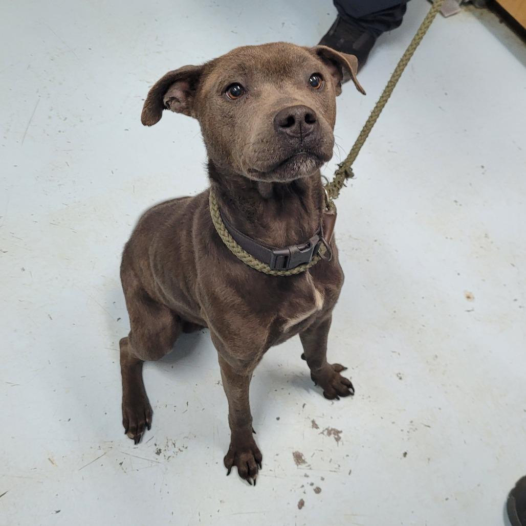 Johnny, ADOPTABLE, Adult Male Mixed Breed.