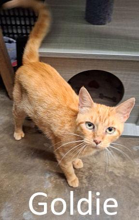 Goldie, a Adoptable mixed breed in Mountain View, AR image 1/3