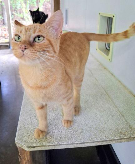 Goldie, a Adoptable mixed breed in Mountain View, AR image 2/3