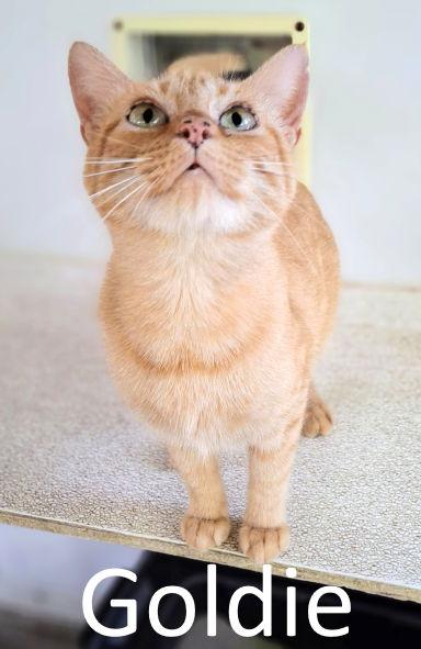 Goldie, a Adoptable mixed breed in Mountain View, AR image 3/3