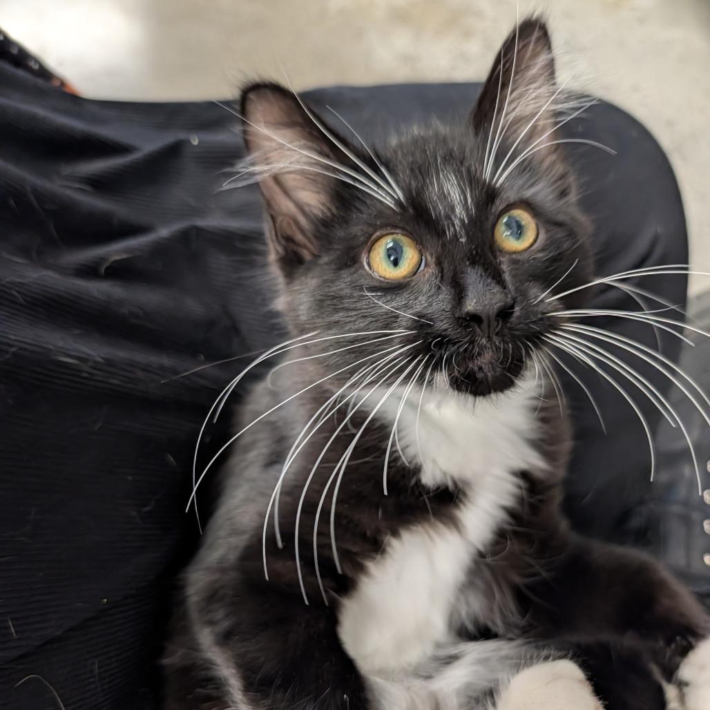 STRAY KITTEN "Hue", Adoptable, Kitten Male Domestic Medium Hair.