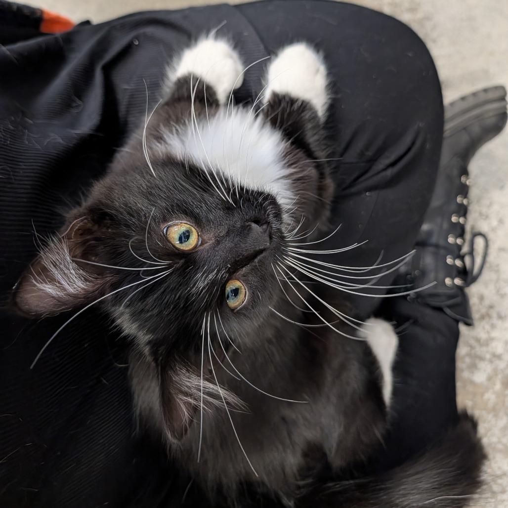Enlarge STRAY KITTEN "Hue", a Adoptable Domestic Medium Hair in Saint Cloud, MN image 2/6