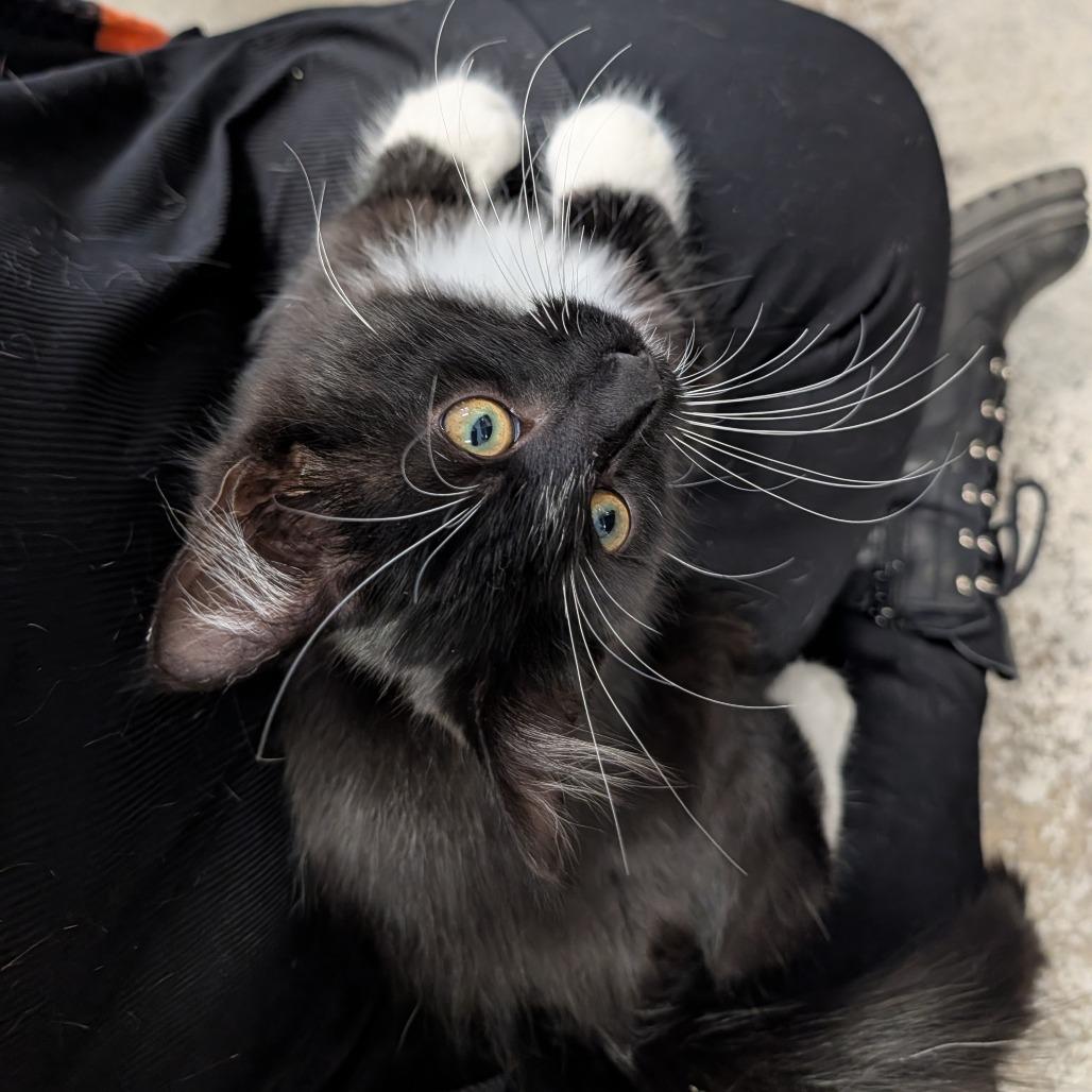 Enlarge STRAY KITTEN "Hue", a Adoptable Domestic Medium Hair in Saint Cloud, MN image 3/6