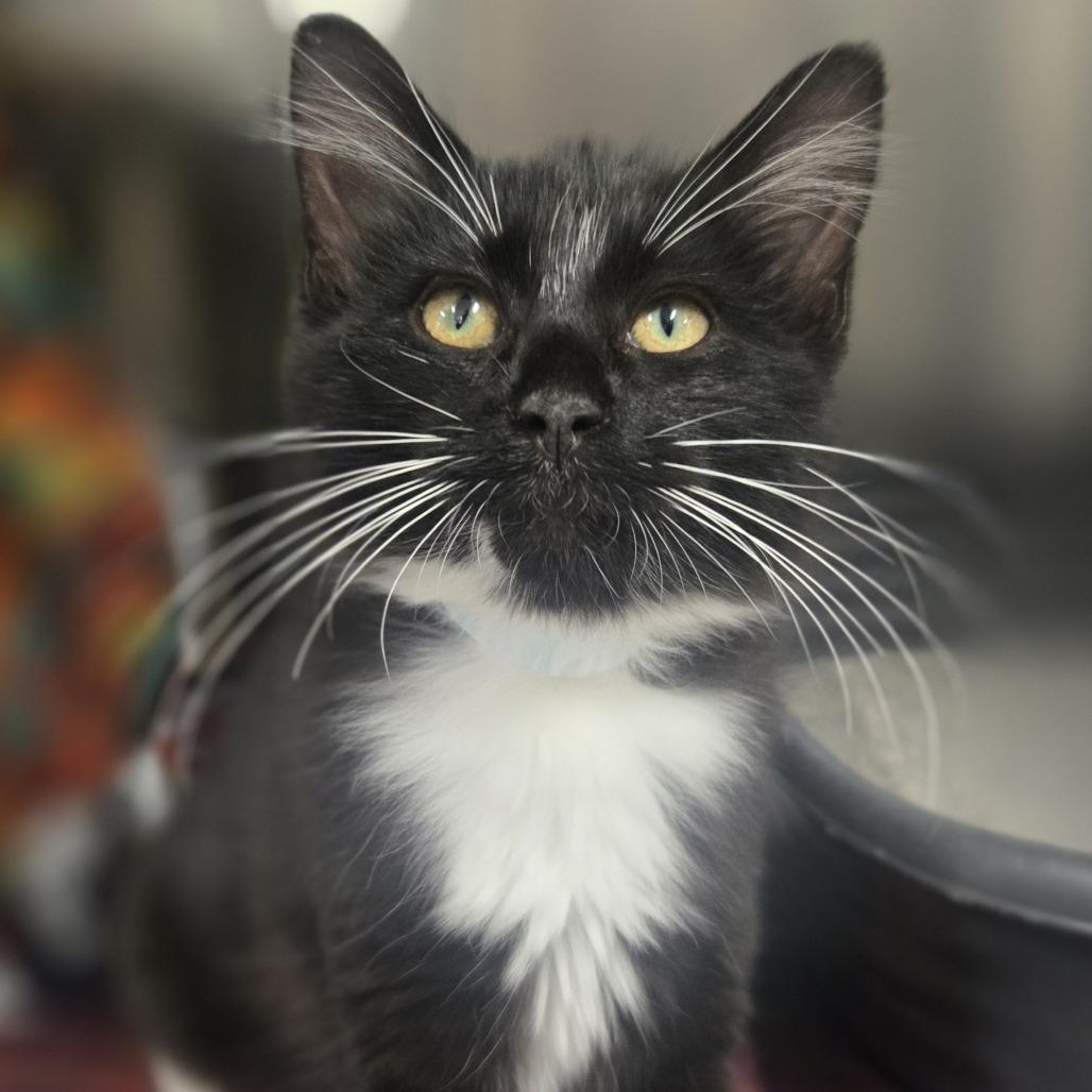 Enlarge STRAY KITTEN "Hue", a Adoptable Domestic Medium Hair in Saint Cloud, MN image 4/6