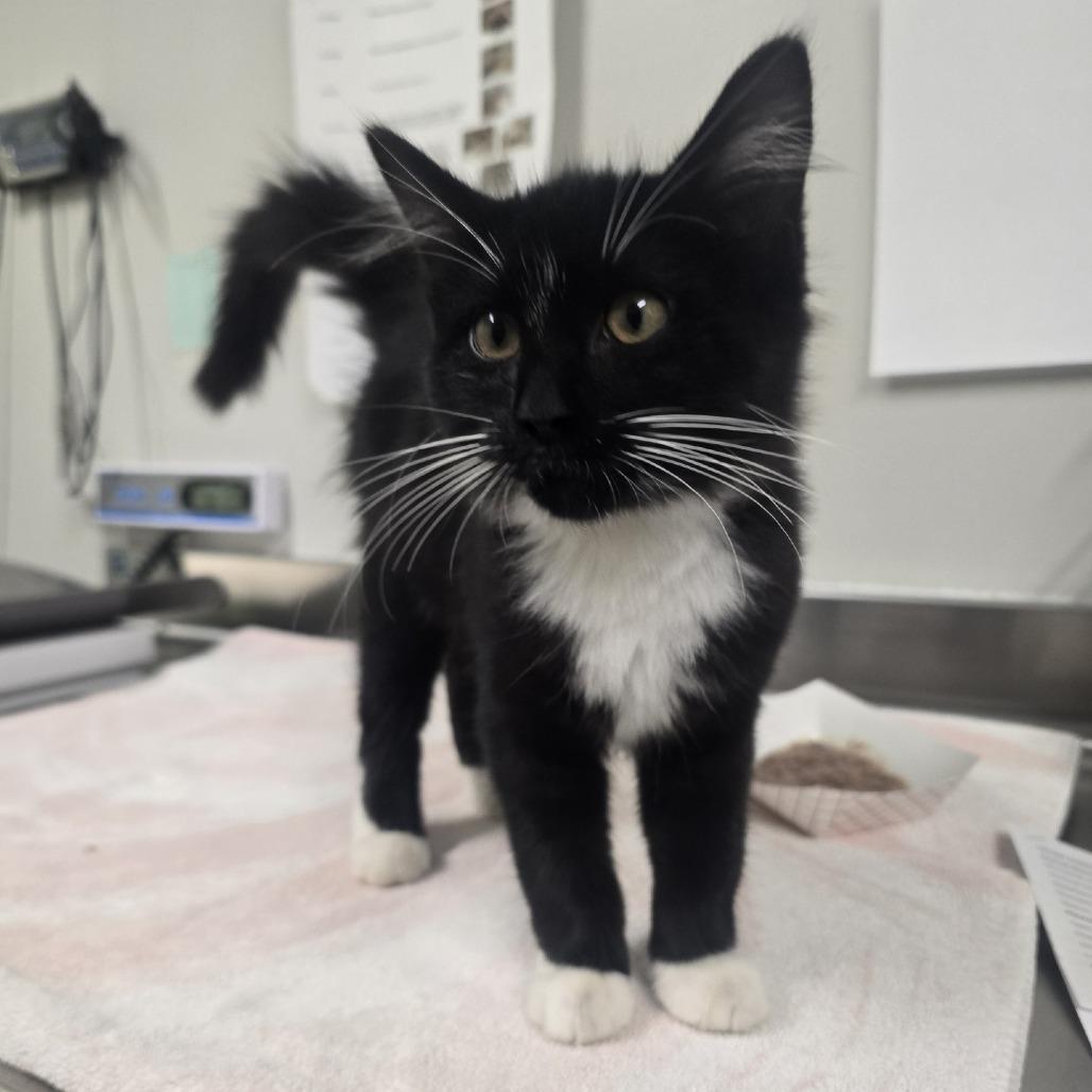 Enlarge STRAY KITTEN "Hue", a Adoptable Domestic Medium Hair in Saint Cloud, MN image 5/6