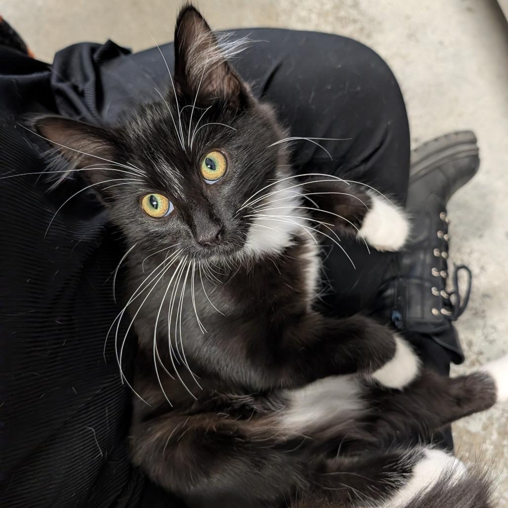 Enlarge STRAY KITTEN "Hue", a Adoptable Domestic Medium Hair in Saint Cloud, MN image 6/6