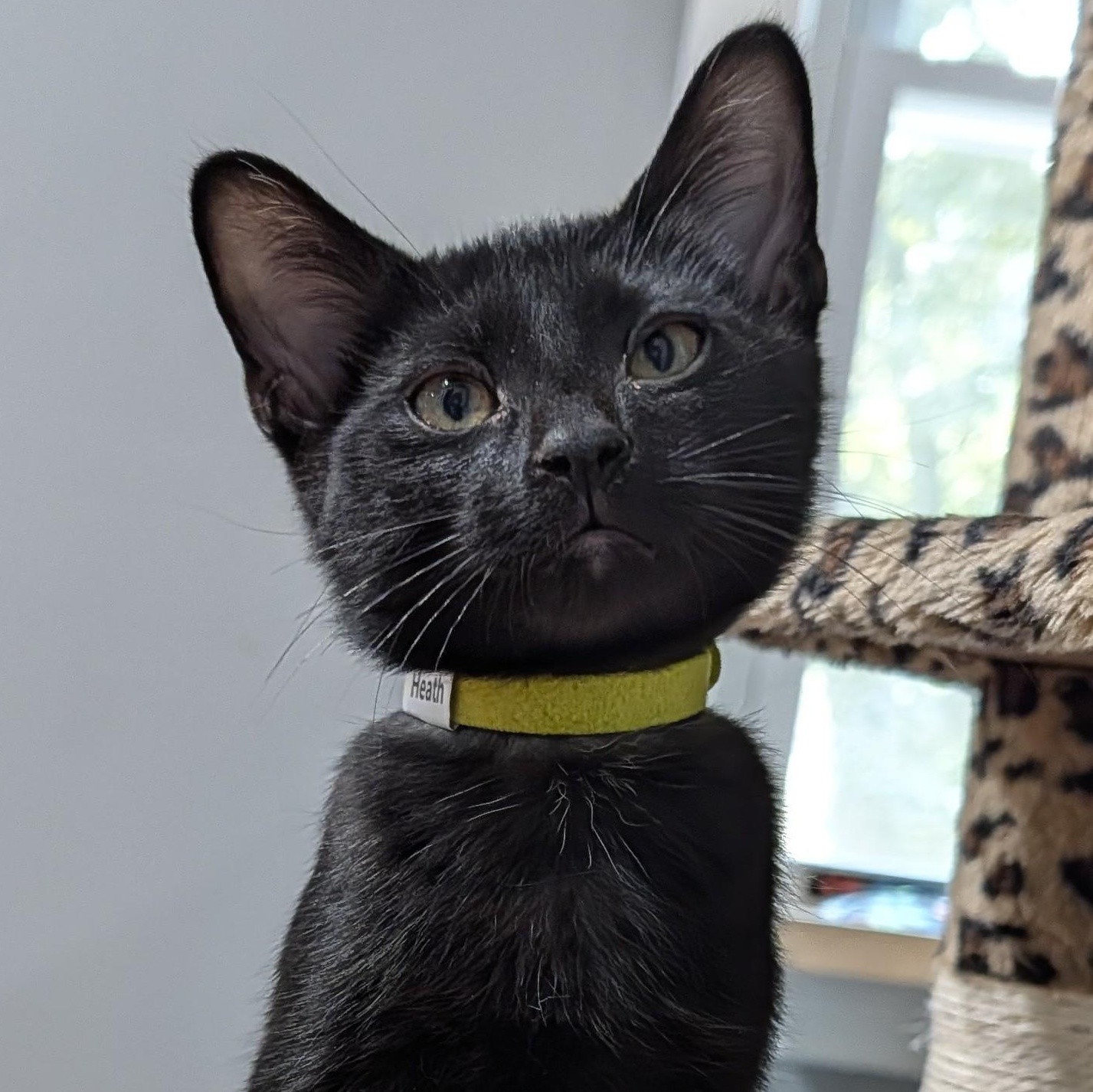 Enlarge Heath, an adopted Domestic Short Hair in Honeoye, NY image 1/1