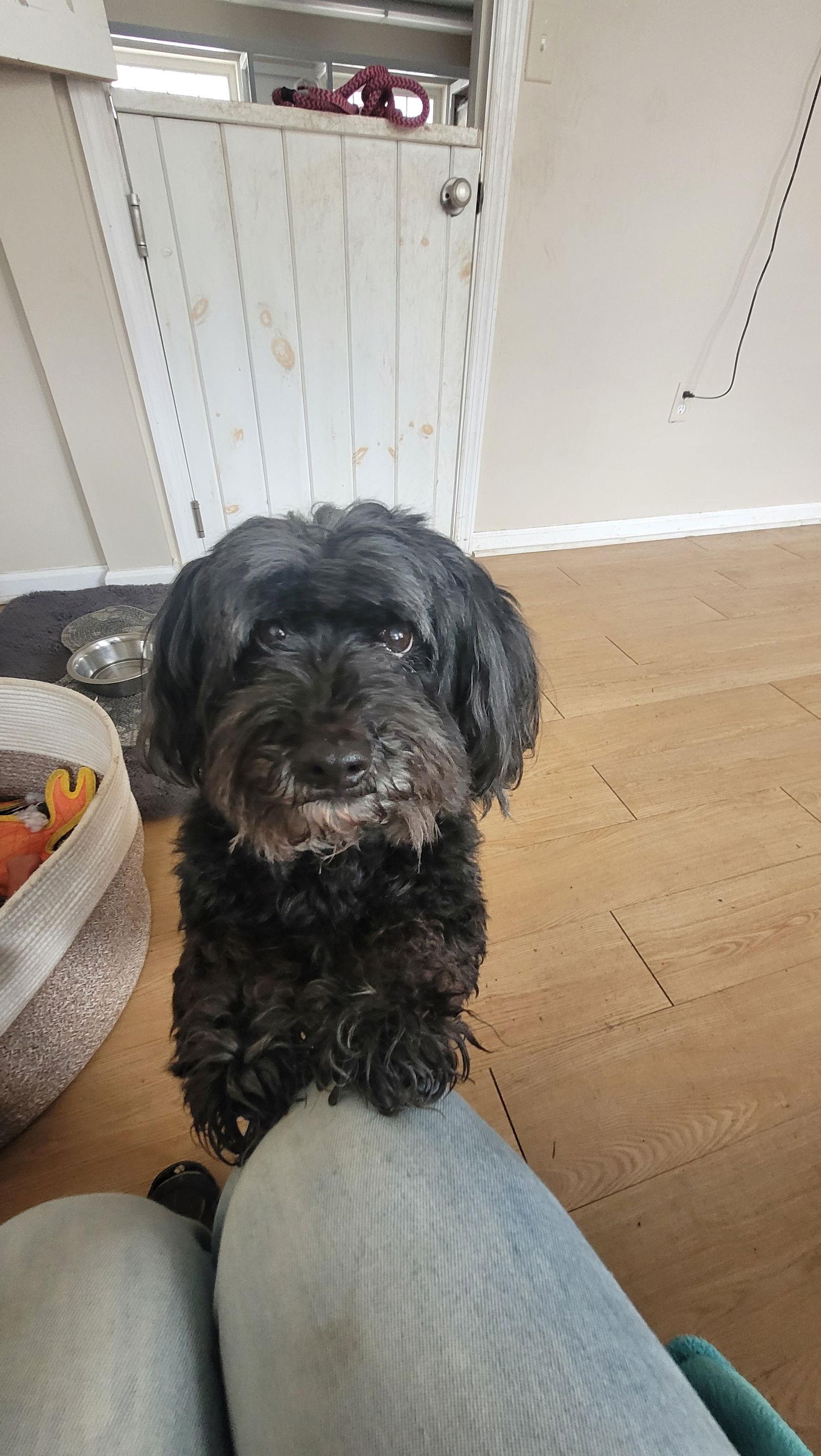 Dudley NJ, Adopted, Adult Male Poodle.