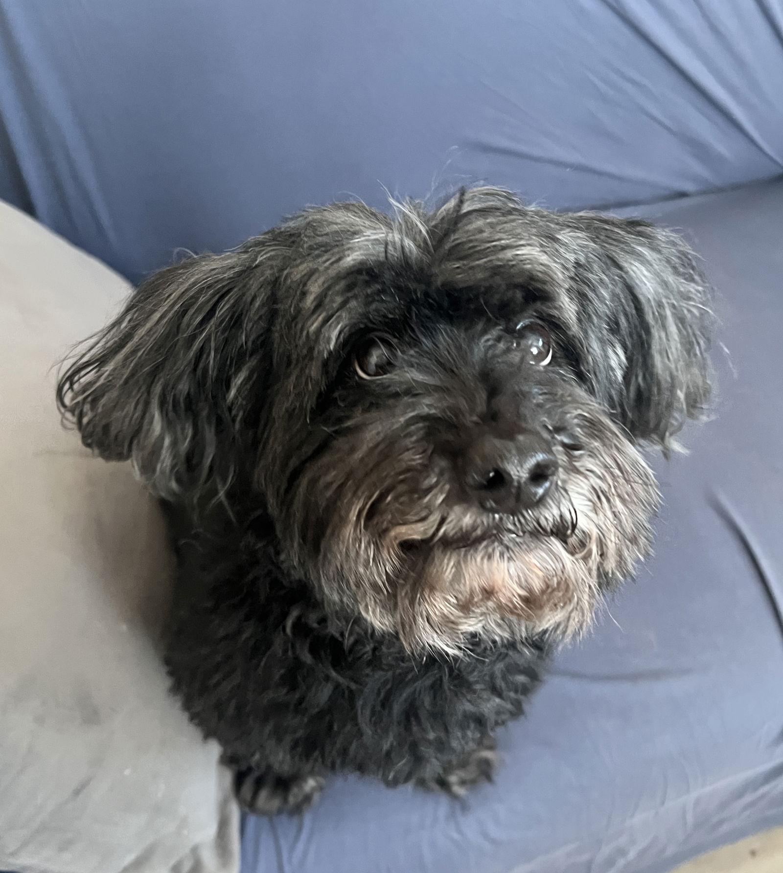 Enlarge Dudley NJ, a Adopted Poodle in Rockaway, NJ image 2/3