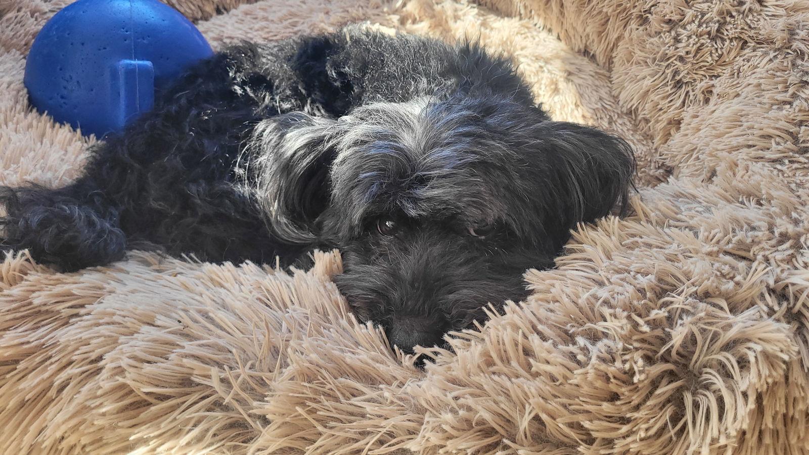 Enlarge Dudley NJ, a Adopted Poodle in Rockaway, NJ image 3/3