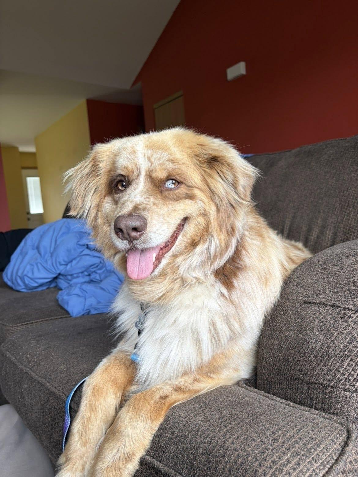 Enlarge Zeva, an adopted Australian Shepherd in Lemont, IL image 5/6