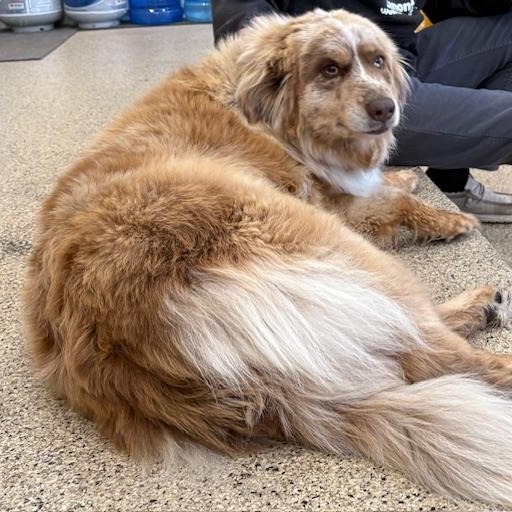 Zeva, adopted, Adult Female Australian Shepherd.